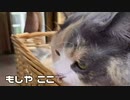 何故か入る猫はこんな感じです…