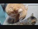 拾いねこ＠生後3865/3832日目　撮影に積極的な月音さん。