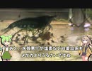 カラーシュリンプを飼うのだ！