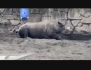 寒そうな動物たち