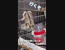 【 #フクロモモンガ 】ジャンプしてくれる子！ #おはモモンガ #蜜袋鼯 #슈가글라이더 #フクモモ #sugerglider #モモンガ #shorts