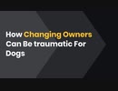 How Changing Owners Can Be traumatic For Dogs