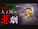 0607C⑥【カルガモ親子の悲劇】悲痛なヒナの鳴き声にジレンマの母。引っ越したいが登れない雛。置き去りが長時間に#カルガモ親子　#野鳥 　#身近な生き物語