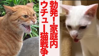 勃発！家庭内ウチュー小戦争(リトルスターウォーズ)