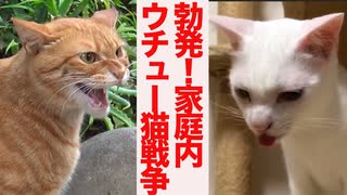 勃発！家庭内ウチュー小戦争(リトルスターウォーズ)