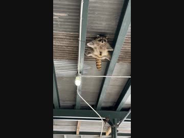 ホモと見る天井に張り付くアライグマ