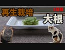 【大根】ふぅとみーの再生栽培 #1