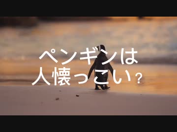 ペンギンは人懐っこい？