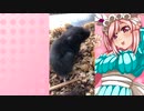 クリスのハムスターの日常。2