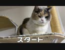 【三毛猫】モカちん猫が寄ってくる音やってみた…