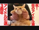 住宅街のボス猫、アイドル猫引退3周年