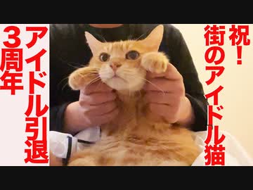 住宅街のボス猫、アイドル猫引退3周年