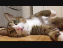 【ふろ＆ひげラジオ】初めて「召垣だいあ」の動画を見たふろ。ひげとだいあちゃんへのプレゼントを考える