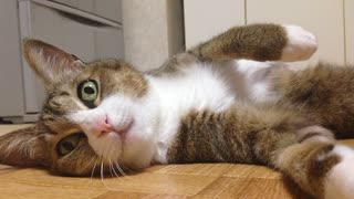 【ふろ＆ひげラジオ】初めて「召垣だいあ」の動画を見たふろ。ひげとだいあちゃんへのプレゼントを考える
