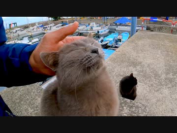 猫島で座ると猫が集まってきて楽しい