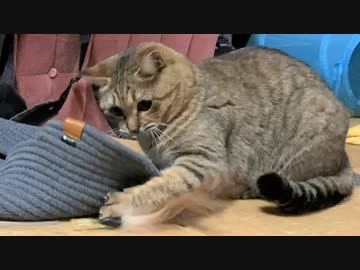 遊べといっておいて…