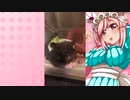 クリスのハムスターの日常。3