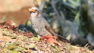 鳥が丸呑みに苦戦