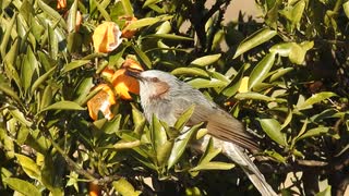 ミカンの害鳥？