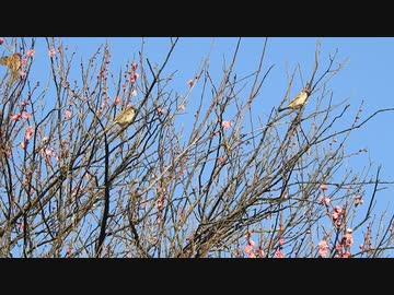 スズメが咲き始めた梅に来た