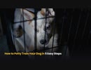 How to Potty Train Your Dog in 5 Easy Steps