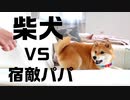 お尻をプリプリさせて遊ぶ柴犬