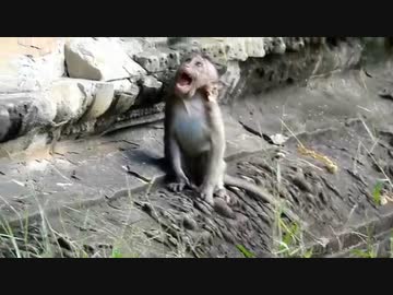 【子猿・野生】デカ猿にブッ飛ばされる子猿が気の毒