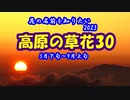 【花の名前を知りたい】 2023_高原の草花_３０