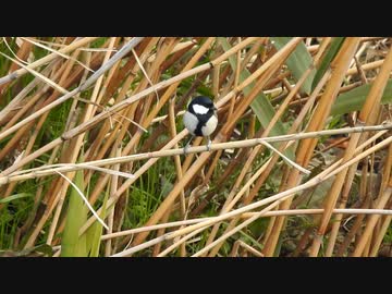 シジュウカラの鳴き声