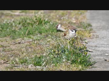 春の気配とスズメ