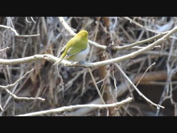 メジロの鳴き声