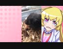 ヒヨリちゃんのハムスターの日常。2