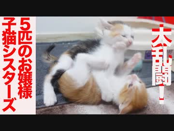 大乱闘！お嬢様保護子猫シスターズ