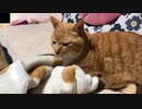 撫でると目を瞑ってしまう猫