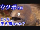 ウツボとはどんな生き物なのか？／名前の由来や生態はどうなっている？どんなライフサイクルなのか？【ゆっくり解説】