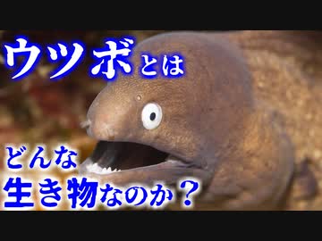 ウツボとはどんな生き物なのか？／名前の由来や生態はどうなっている？どんなライフサイクルなのか？【ゆっくり解説】