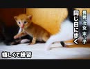 猫の赤ちゃん初めて歩いた！さらに練習して走る！（赤ちゃんから子猫へと成長した瞬間映像）