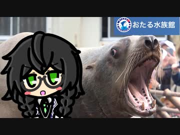 【おたる水族館】水族館ナビゲーター花隈千冬