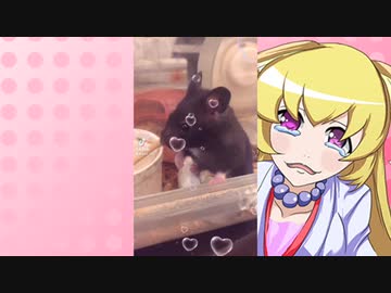 ヒヨリちゃんのハムスターの日常。3