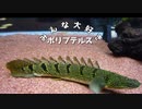 【1時間耐久】ポリプテルス【ボカロオリジナル曲】
