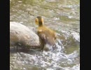 頑張る赤ちゃんカモ