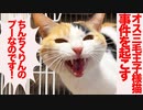 オス三毛王子様猫、ボス猫と事件を起こす