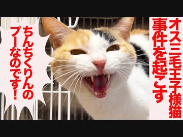 オス三毛王子様猫、ボス猫と事件を起こす