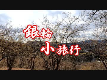 銀輪小旅行 甘い香りに誘われて～松田町寄の蝋梅～