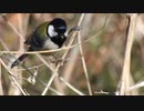 シジュウカラの捕食シーン