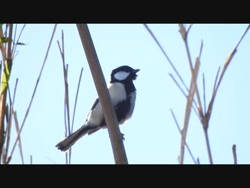 シジュウカラの鳴き声（高いところで鳴く）