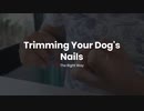 Trimming Your Dog's Nails The Right Way