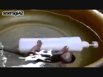 【子猿・ペット】中途半端に沈む子猿