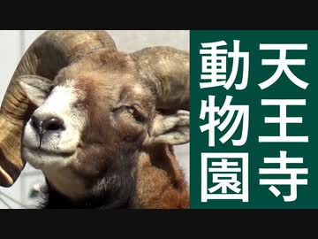 天王寺動物園へ行ったよ。（声の出演：さとうささら）【第二回地元紹介祭】