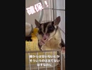 【 #フクロモモンガ 】教えなくても、ひまわりの種食べれるの！ #おはモモンガ #蜜袋鼯 #슈가글라이더 #フクモモ #sugerglider #モモンガ #shorts
